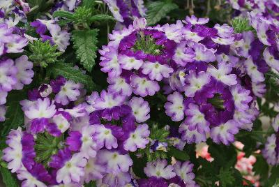 Wicked™ Verbena Blue