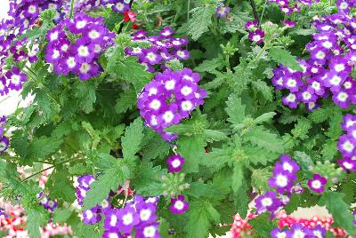 Empress Flair™ Verbena Dark Purple Charm 