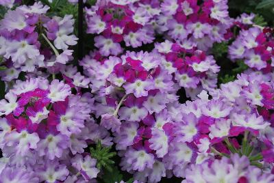 Wicked™ Verbena Purple 2017 