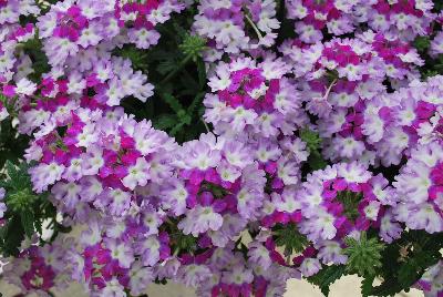 Wicked™ Verbena Purple 2017 