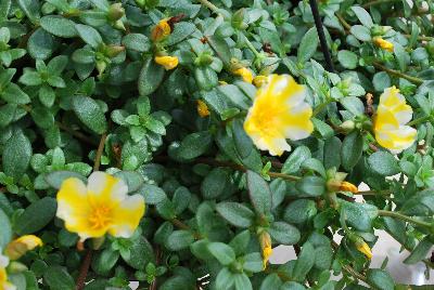 Colorblast™ Portulaca Lemon Twist 