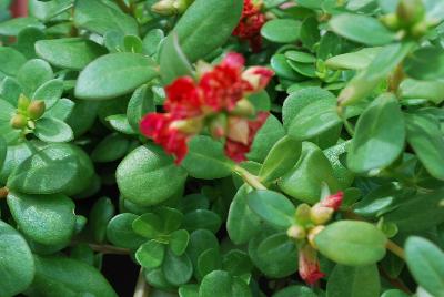 Colorblast™ Portulaca Double Magenta