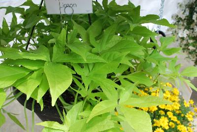 Dümmen Orange: Floramia™ Ipomoea Limon 