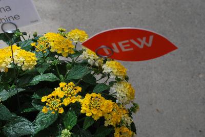 Dümmen Orange: Havana™ Lantana Sunshine 