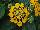 Havana™ Lantana Gold 