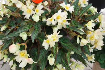 Dümmen Orange: Unbelievable™ Begonia Tweetie Pie 