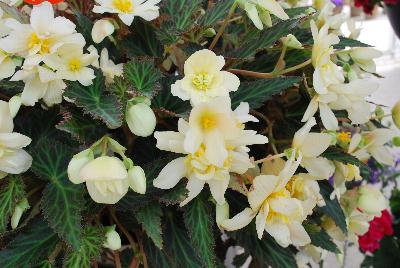 Dümmen Orange: Unbelievable™ Begonia Tweetie Pie 