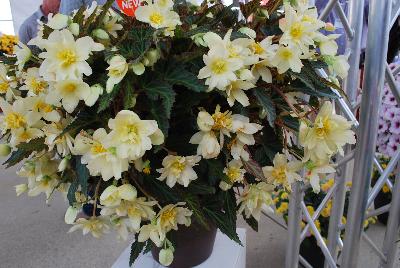 Unbelievable™ Begonia Tweetie Pie 