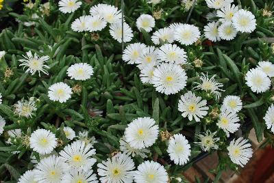 Wheels of Wonder™ Delosperma White Wonder 