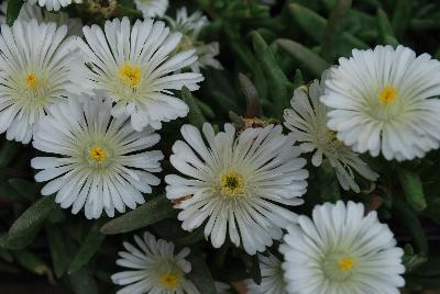 Wheels of Wonder™ Delosperma White Wonder 