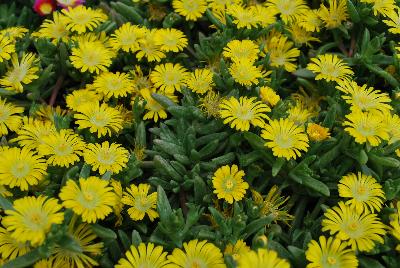 Delosperma Wheels of Wonder™ 'Golden Wonder'