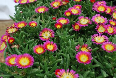 Delosperma Wheels of Wonder™ 'Violet Wonder'