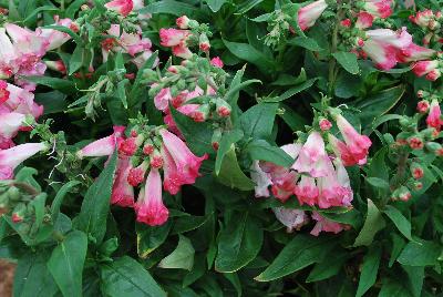 PepTalk™ Penstemon hartwegii Cerise