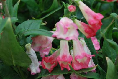 PepTalk™ Penstemon hartwegii Cerise