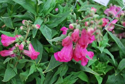 PepTalk™ Penstemon hartwegii Pink