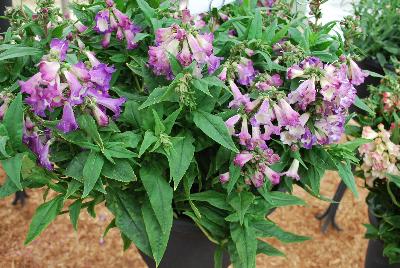 PepTalk™ Penstemon hartwegii Purple 