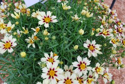  Coreopsis Starlight 11-168 