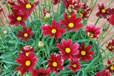  Coreopsis Red Elf 11-169 