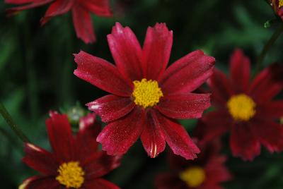 Coreopsis  'Red Elf 11-169'