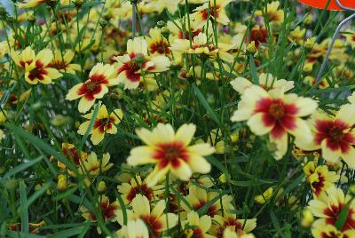 Satin & Lace™ Coreopsis Peach Sparkle 