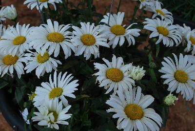 Sweet Daisy™ Leucanthemum Christine