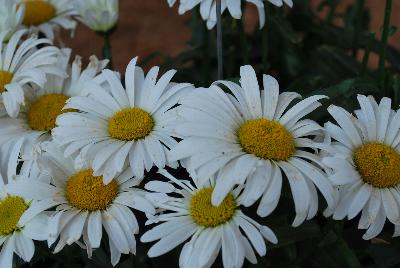 Sweet Daisy™ Leucanthemum Christine