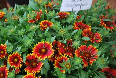SpinTop Gaillardia Orange Halo