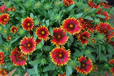 SpinTop Gaillardia Orange Halo