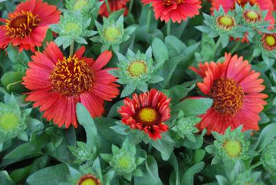 SpinTop Gaillardia Red 