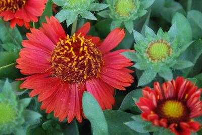 SpinTop Gaillardia Red 