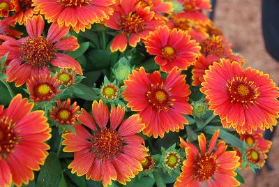 SpinTop Gaillardia Yellow Touch 