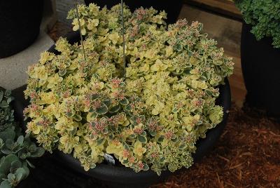 SunSparkler™ Sedum Lime Twister