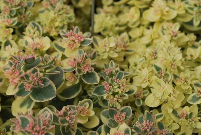 SunSparkler™ Sedum Lime Twister