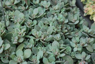 SunSparkler™ Sedum Blue elf 