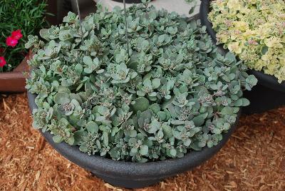 SunSparkler™ Sedum Blue elf 