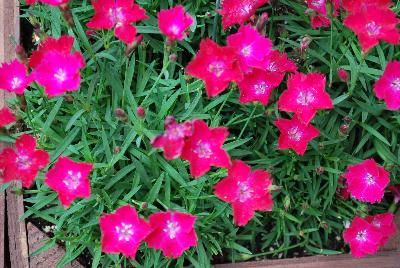 Dianthus Kahori® 'Scarlet'