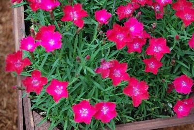 Kahori® Dianthus Scarlet