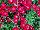 Olivia Dianthus Cherry Experimental 