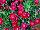 Olivia Dianthus Cherry Experimental 