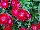 Olivia Dianthus Cherry Experimental 