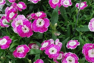 Olivia Dianthus 09-05 Experimental 