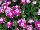 Olivia Dianthus 09-05 Experimental 