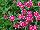 Olivia Dianthus 09-02 Experimental 