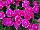 Olivia Dianthus 09-07 Experimental 