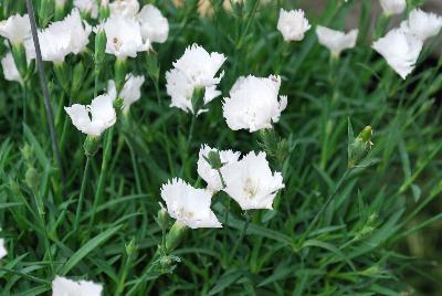 Kahori® Dianthus White Experimental 