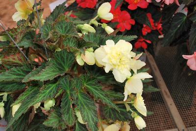 Unbelievable™ Begonia Tweetie Pie 