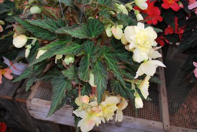 Unbelievable™ Begonia Tweetie Pie 