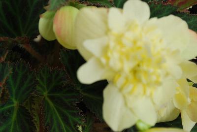 Dümmen Orange: Unbelievable™ Begonia Tweetie Pie 