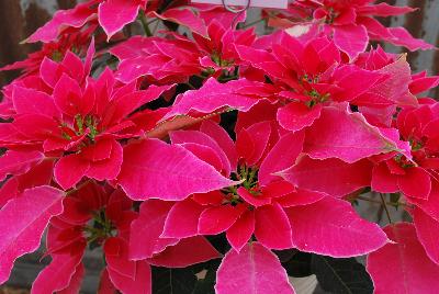 Luv U™ Poinsettia Euphorbia hybrid Hot Pink