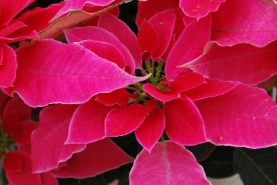 Luv U™ Poinsettia Euphorbia hybrid Hot Pink